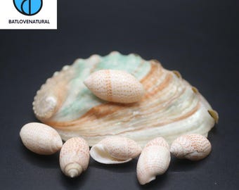 Pupa Solidula Seashells: Natural Beach Decor, Shell Crafts