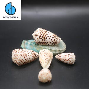 Conus Pulicarius Seashell: Natural Beach Decor, Shell Art Supply (3-5cm Size Range Available)