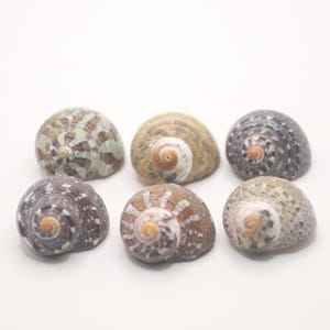 May include: Six spiral seashells in various colors, including tan, brown, and gray, are arranged on a white surface. The shells have a rounded shape with a central spiral opening. The shells are a natural product.