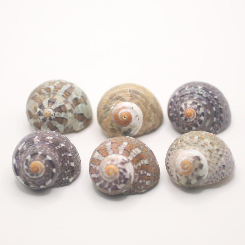 May include: Six spiral seashells in various colors, including tan, brown, and gray, are arranged on a white surface. The shells have a rounded shape with a central spiral opening. The shells are a natural product.