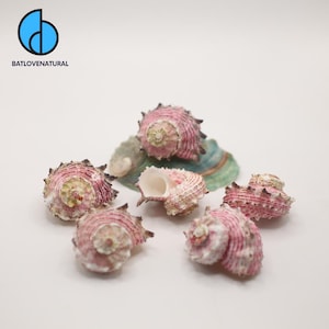 Puede incluir: Una colección de conchas marinas rosas y blancas con texturas espinosas. Algunas conchas están enteras, mientras que otras están abiertas, revelando su estructura interna. Las conchas descansan sobre una superficie blanca, con algunos fragmentos de conchas verdes y azules.