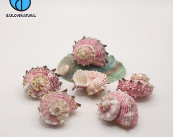 Angaria Nodosa Shells for Hermit Crabs - Decorative Tapestry Shells in Various Sizes by Batlovenatural