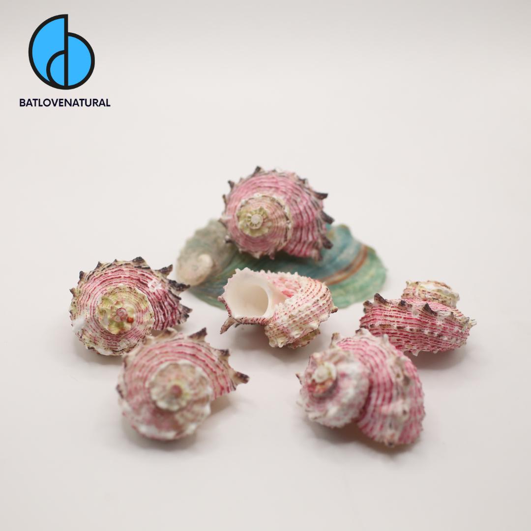 Angaria Nodosa Shells for Hermit Crabs - Decorative Tapestry Shells in Various Sizes by Batlovenatural