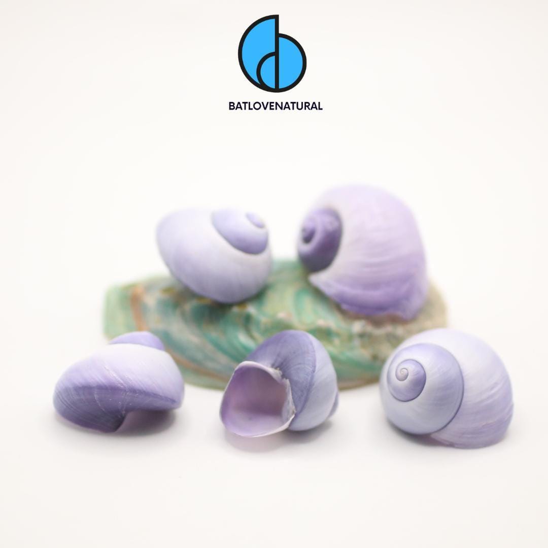Purple Seashell - BATLOVENATURAL - Beautiful snail shells
