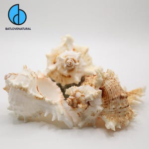 Medium Murex Ramosus Shells for Hermit Crabs - Decorative Tapestry Shells in Various Sizes by Batlovenatural