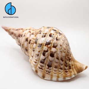 Zeldzame Triton-trompetschelpen (gebruik de schuifmaat): natuurlijk stranddecor, knutselspullen en oceaanthema-accessoires