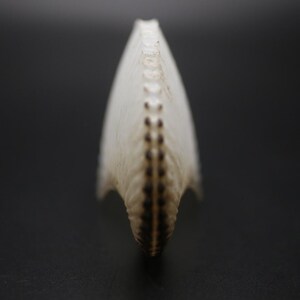 May include: A close-up of a white, curved object with a series of dark brown spots down the centre. The object has a textured surface and is set against a dark background. The shape is reminiscent of a spine or a natural form.