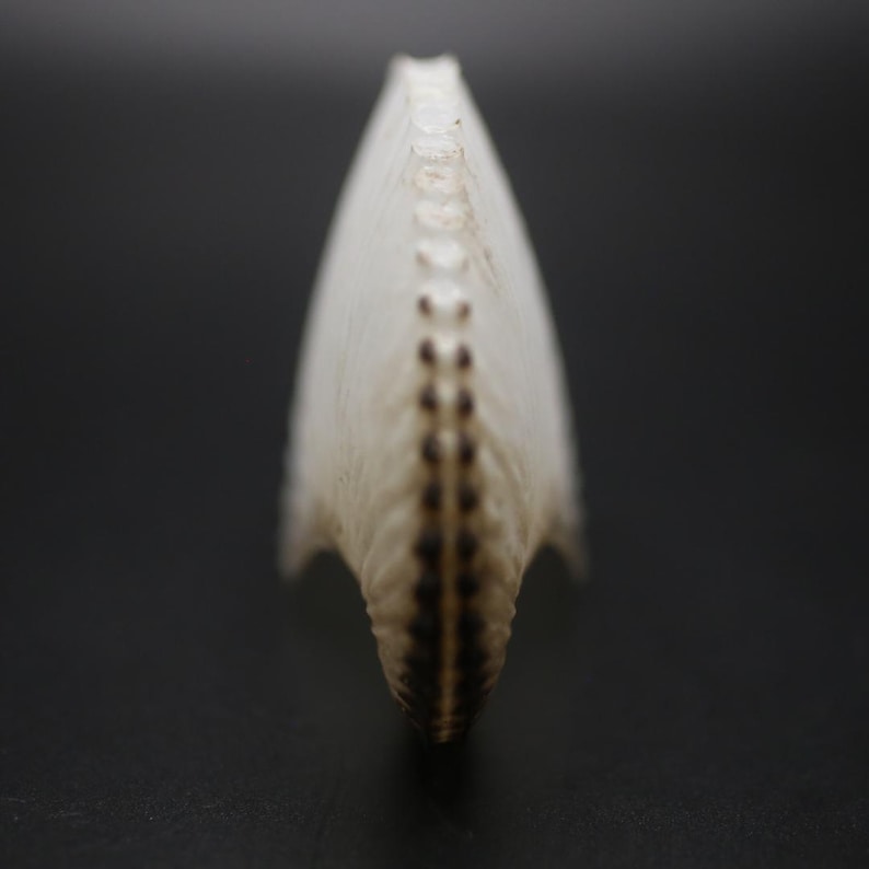 May include: A close-up of a white, curved object with a series of dark brown spots down the centre. The object has a textured surface and is set against a dark background. The shape is reminiscent of a spine or a natural form.