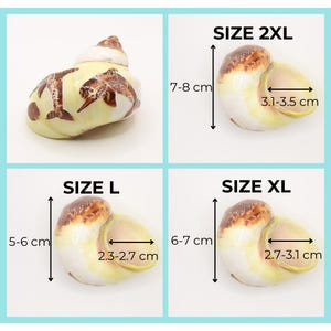 May include: Four images of decorative seashells in various sizes. The shells are cream-colored with brown and tan markings. Measurements are provided for each shell: Size 2XL (7-8 cm high, 3.1-3.5 cm wide), Size L (5-6 cm high, 2.3-2.7 cm wide), and Size XL (6-7 cm high, 2.7-3.1 cm wide).