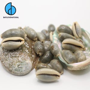 Cypraea Erronea Seashell Set: Natural Beach Decor, Shell Crafts