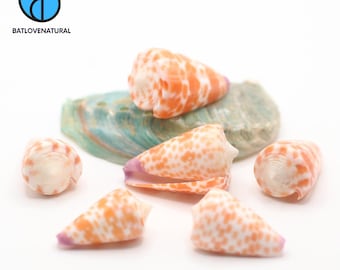 Conus Tessulatus Seashells: Natural Beach Decor, Shell Art