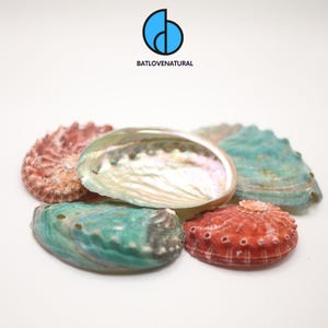 Multicolored Abalone Shell: Natural Iridescent Home Decor