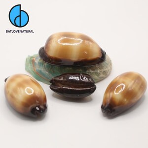 Peut inclure: Plusieurs coquillages polis de différentes tailles et nuances de marron et de beige. Un coquillage est brun foncé, et un autre repose sur une coquille verte et blanche. Les coquillages ont une finition brillante.