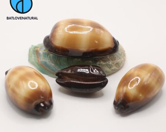 Talparia Talpa Seashell: Natural Beach Decor, Shell Crafts