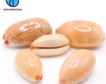 Luria Isabella Seashell: Natural Beach Decor, Shell Crafts & Collectible