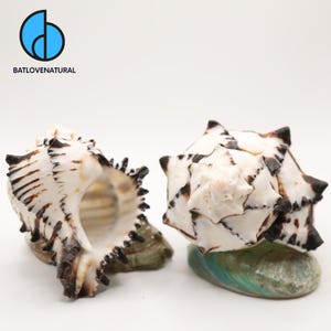 BLACK MUREX Shells for Hermit Crabs - Decorative Tapestry Shells in Various Sizes by Batlovenatural