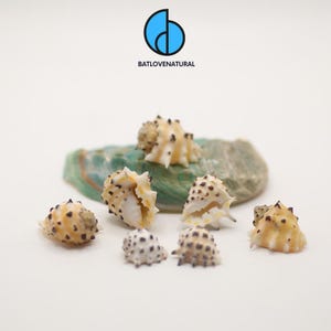 Drupa Ricicna Seashell: Natural Beach Decor, Shell Art Supply