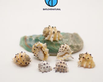 Drupa Ricicna Seashell: Natural Beach Decor, Shell Art Supply