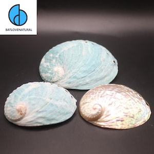 Tiger Abalone Shell: Natural Decorative Seashell (8-10 cm)