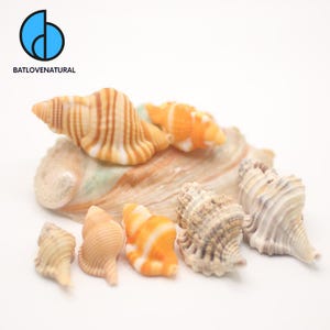 Puede incluir: Una colección de conchas marinas de diversas formas y tamaños, con colores que van del crema y beige al naranja y marrón. Las conchas están dispuestas sobre una concha más grande y multicolor, creando un tema costero natural. El logo "BATLOVENATURAL" está en la esquina superior izquierda.