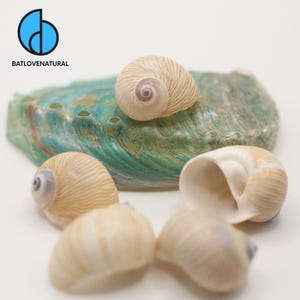 Natica Lineata - Hermit Crab Shell - Beautiful Natural Snail Shells for Crafts, Decor & Collecting by BATLOVENATURAL