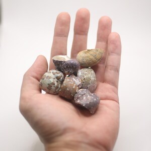 May include: A collection of small seashells in various colors, including tan, purple, and speckled green, are held in an open hand against a white background. The shells vary in shape and texture, showcasing natural coastal elements.
