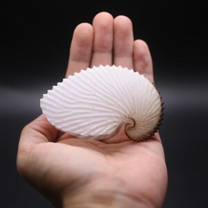 May include: A white nautilus shell with a spiral shape and a textured surface. The shell is held in a hand against a black background. The shell's edges are dark brown.