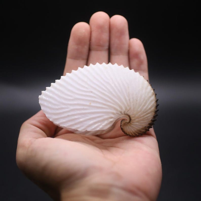 May include: A white nautilus shell with a spiral shape and a textured surface. The shell is held in a hand against a black background. The shell's edges are dark brown.