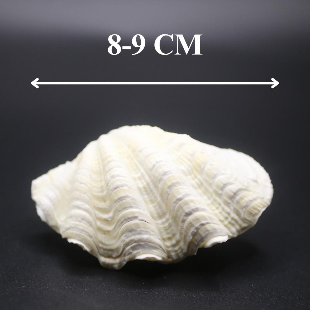 Ocean Giant Clam Shell Real Tridacna- Decorative Shells in Various ...