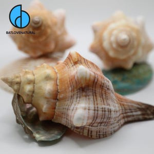 Puede incluir: Tres conchas marinas naturales con formas en espiral y puntas afiladas. Las conchas presentan una paleta de colores crema, bronceado y marrón con marcas lineales de color marrón oscuro. Una concha está en primer plano y dos al fondo.