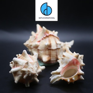 Murex Brassica Shells for Hermit Crabs - Decorative Tapestry Shells in Various Sizes by Batlovenatural