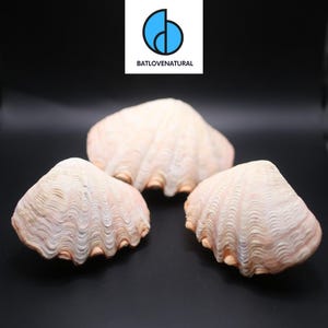 Könnte beinhalten: Drei helle, geriffelte Muscheln, die in einer Gruppe angeordnet sind. Die Muscheln haben eine texturierte, wellenförmige Oberfläche mit blassrosa und cremefarbenen Tönen. Über den Muscheln befindet sich ein weißes Quadrat mit einem blauen Logo.