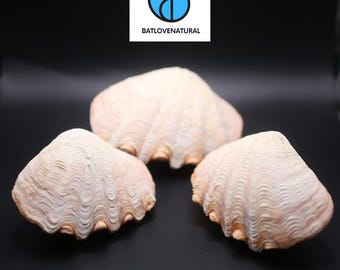 Tridacna Elongata Bicolor Seashell: Natural Ocean Shell for Coastal Decor