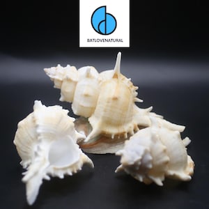 Siratus Pliciferoides Shells - BATLOVENATURAL - Decorative shells in various sizes - Beautiful snail shells