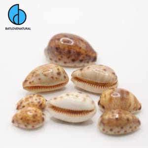 Cypraea Lynx Seashell: Natural Beach Decor, Shell Crafts