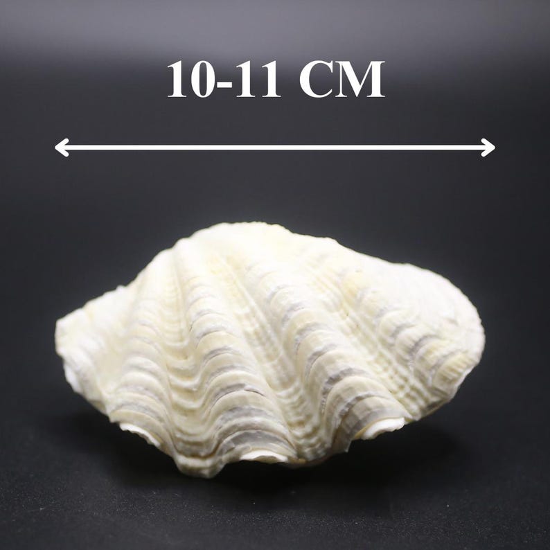Triexta Ocean Shell Ocean Giant Clam Shell Real Tridacna- Decorative Shells in Various ...