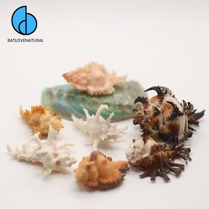 Chicoreus Seashell: Natural Ocean Shell for Coastal Decor