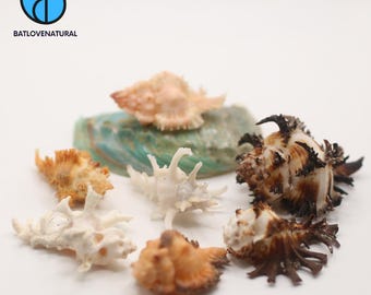 Chicoreus Seashell: Natural Ocean Shell for Coastal Decor