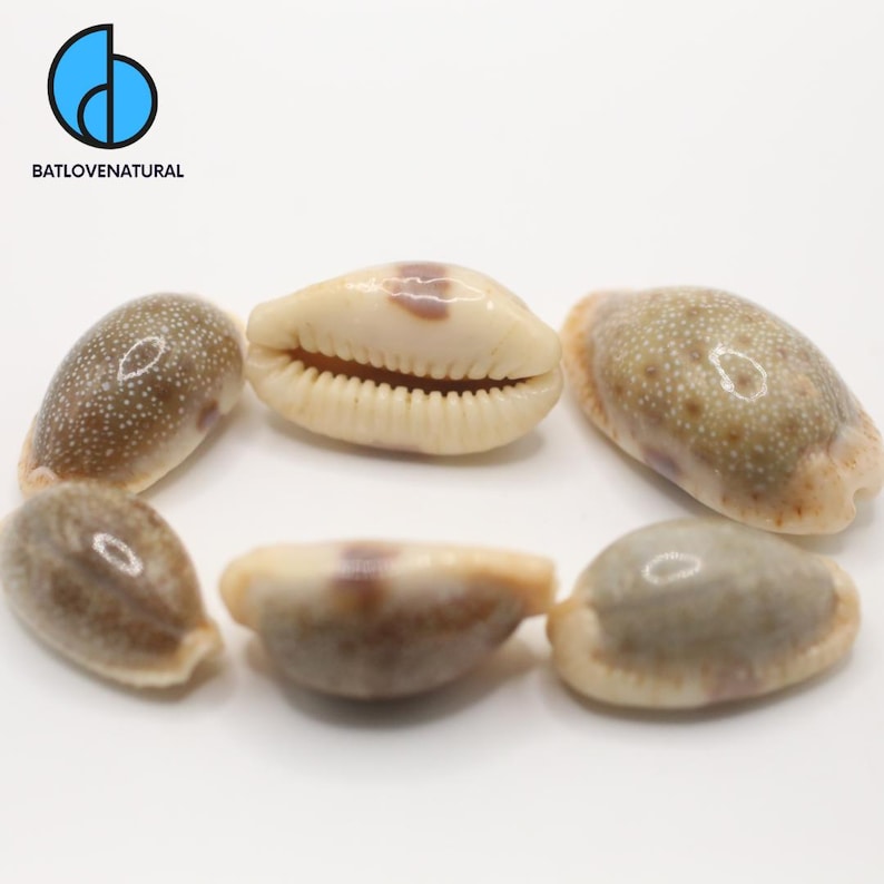 May include: Six natural seashells arranged in a circle. The shells are a mix of beige, brown, and white, with speckled patterns and a smooth, glossy texture. The text "BATLOVENATURAL" is in the upper left corner.