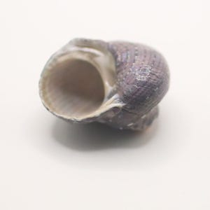 May include: A close-up of a small, spiral-shaped seashell. The shell is a muted purple color with a textured surface. The opening of the shell is a light beige color. The shell is resting on a white surface.