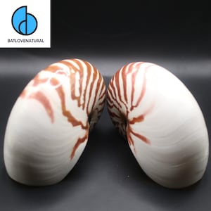 Chambered Nautilus Shell: Natural Coastal Home Decor - Various Sizes
