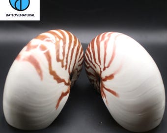 Chambered Nautilus Shell: Natural Coastal Home Decor - Various Sizes
