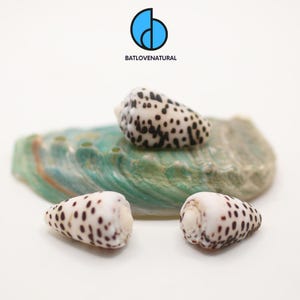 Conus Pulicarius Seashell: Black Snail Shell, Beach Decor (2-3cm, 3-4cm, 4-5cm Available)