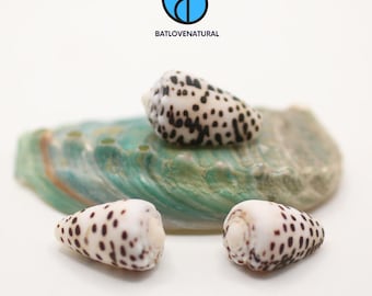 Conus Pulicarius Seashell: Black Snail Shell, Beach Decor (2-3cm, 3-4cm, 4-5cm Available)