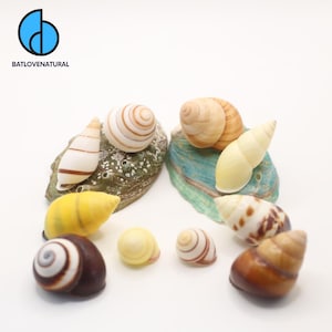 Land Nail Shells - Hermit Crab Shell - Beautiful Natural Snail Shells for Crafts, Decor & Collecting by BATLOVENATURAL