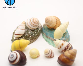 Land Nail Shells - Hermit Crab Shell - Beautiful Natural Snail Shells for Crafts, Decor & Collecting by BATLOVENATURAL