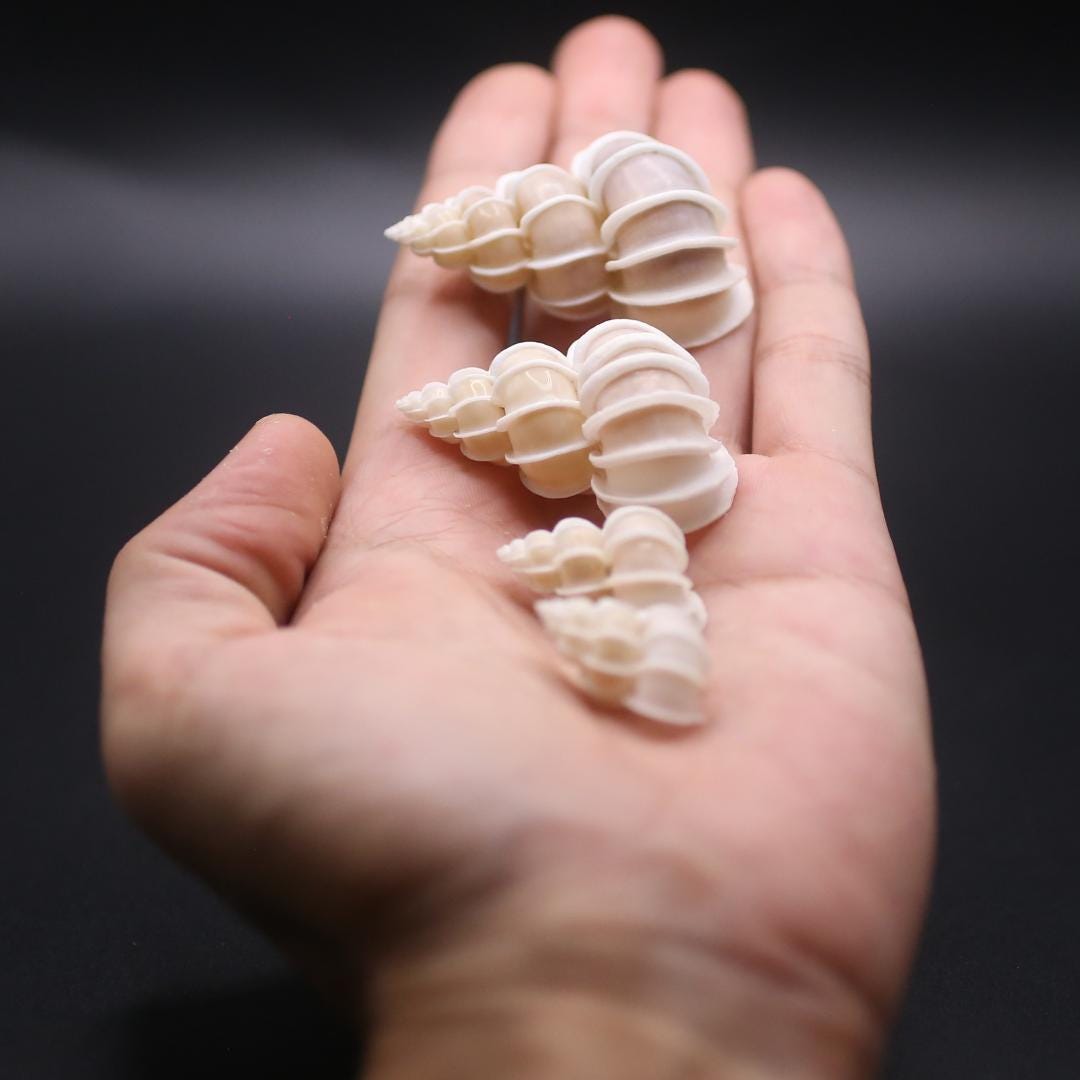 貝殻 Melapium Elatum 深海の形 Epitonium Scalare Shells - BATLOVENATURAL - Beautiful Sea Shells