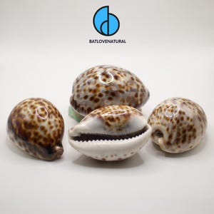 Cypraea Tigris Seashell: Natural Tiger Cowrie Shell, Home Decor