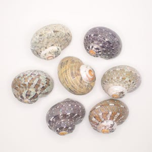 May include: Seven assorted sea shells with spiral patterns and varying colors, including tan, gray, and purple. The shells are arranged on a white background, showcasing their natural textures and shapes. Ideal for coastal decor or craft projects.