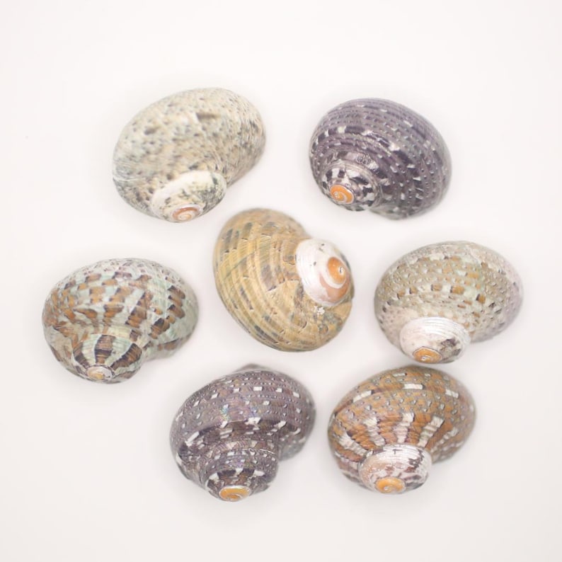 May include: Seven assorted sea shells with spiral patterns and varying colors, including tan, gray, and purple. The shells are arranged on a white background, showcasing their natural textures and shapes. Ideal for coastal decor or craft projects.